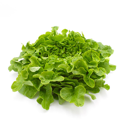 Produktfoto zu Grüner Eichblattsalat