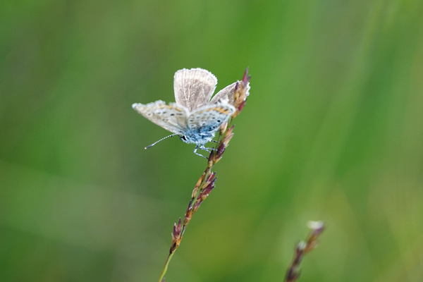 KI generiert: Ein Schmetterling sitzt auf einer Grashalmspitze in unscharfem, grünem Hintergrund.