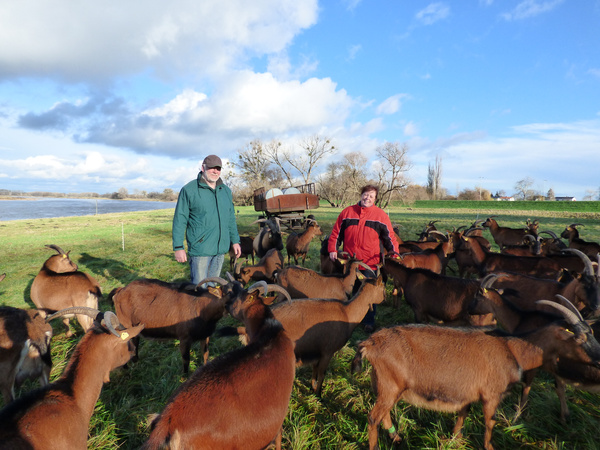 KI generiert: Zwei Personen stehen auf einer Wiese mit vielen Ziegen. Im Hintergrund sind Wolken und Bäume zu sehen.