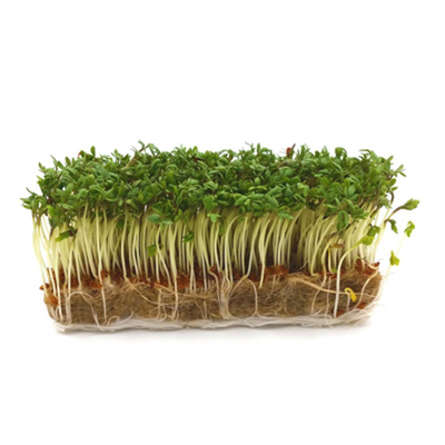 Produktfoto zu Kresse im Schälchen