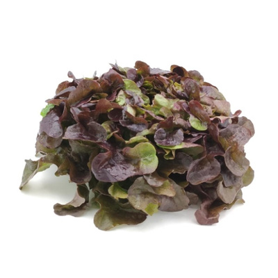 Produktfoto zu Roter Eichblattsalat