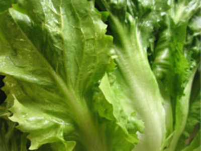 Produktfoto zu Endiviensalat